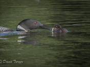 Loons feeding