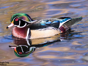 Wood Duck Swimming