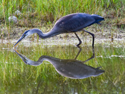 Great Blue Heron in Kokanee Creek 