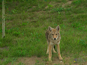 Coyote pup in yard