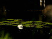Lone Water Lily
