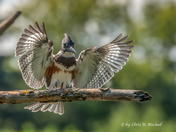 Kingfisher About to Land