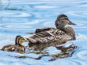 Mallard & Duckling