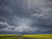 Yellow Dressed Afternoon  