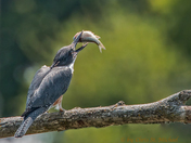 Belted Kingfisher score