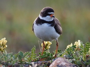 Semi-palmated Plover
