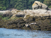 Watching the boats go by