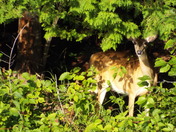 Deer hidden at waters edge