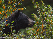 Black bear among berries 