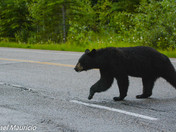 black bear on the move 