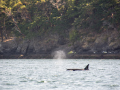 Orca in Pacific Ocean