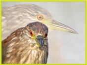 Black Crowned Night Heron