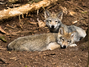 Timber Wolf Pups