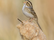 Clay-coloured Sparrow