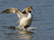 Northern Pintail, male