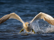 Gannet Lift Off