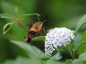 Hummingbird Moth, Hemaris thysbe