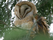 Barn Owl