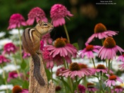 Chipmunk in the Garden