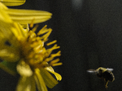 Flight of the bumblebee 