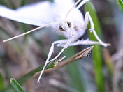 Up Close and Personal