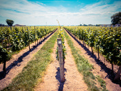 Ontario's Wine Country