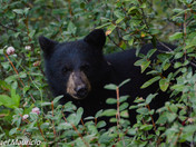 Black bear cub walking through a bush 