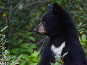Black bear cub portrait 
