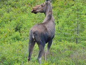 Moose, female