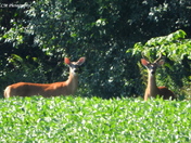 Doe and Buck