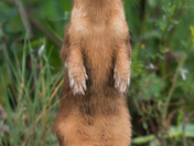 Long-tailed Weasel