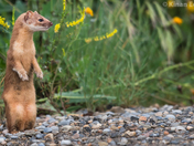 Long-tailed Weasel