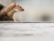 Long-tailed Weasel