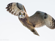Short-eared Owl
