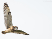 Short-eared Owl