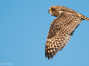 Short-eared Owl