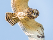 Short-eared Owl