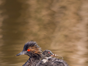 Eared Grebe