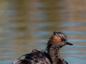 Eared Grebe