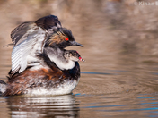 Eared Grebe
