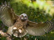 Great-horned Owl