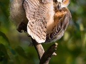 Great-horned Owl