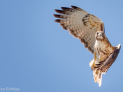 Red-tailed Hawk