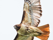 Red-tailed Hawk