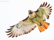 Red-tailed Hawk