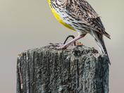 Western Meadowlark