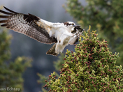 osprey