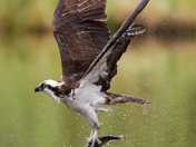 osprey
