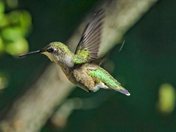 Hummer in Flight