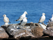 Social Seagulls